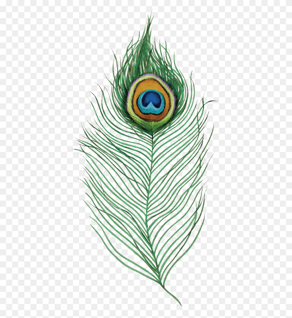 Peacock Feather, Plant, Animal, Bird Free Png Download