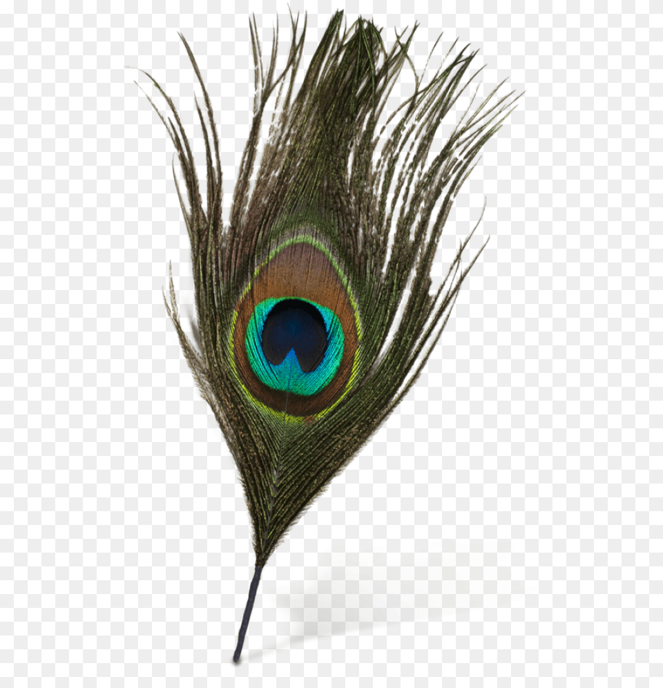 Peacock Feather, Plant, Animal, Bird, Beak Png