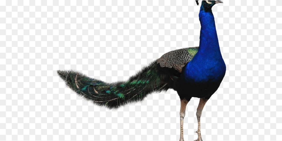 Peacock Feather And Beak, Animal, Bird Png Image