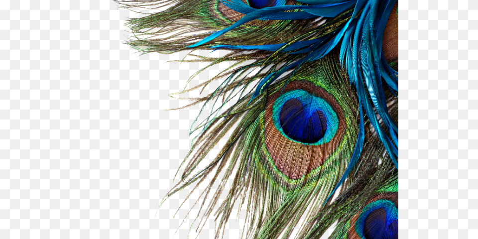 Peacock Feather Desktop Wallpaper Hd, Animal, Bird, Pattern, Accessories Free Transparent Png