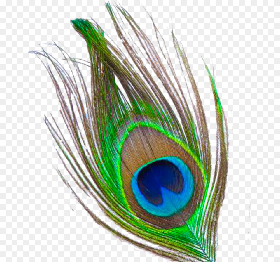 Peacock Feather Krishna Peacock Feather, Animal, Beak, Bird, Plant Free Png Download