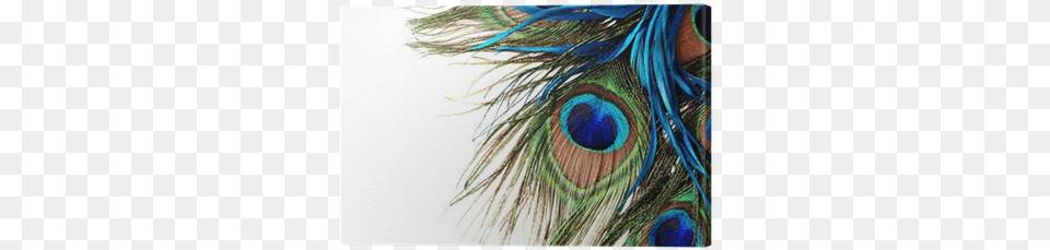 Peacock Feather Download Transparent Background Peacock Feather, Art, Pattern, Accessories, Animal Png Image