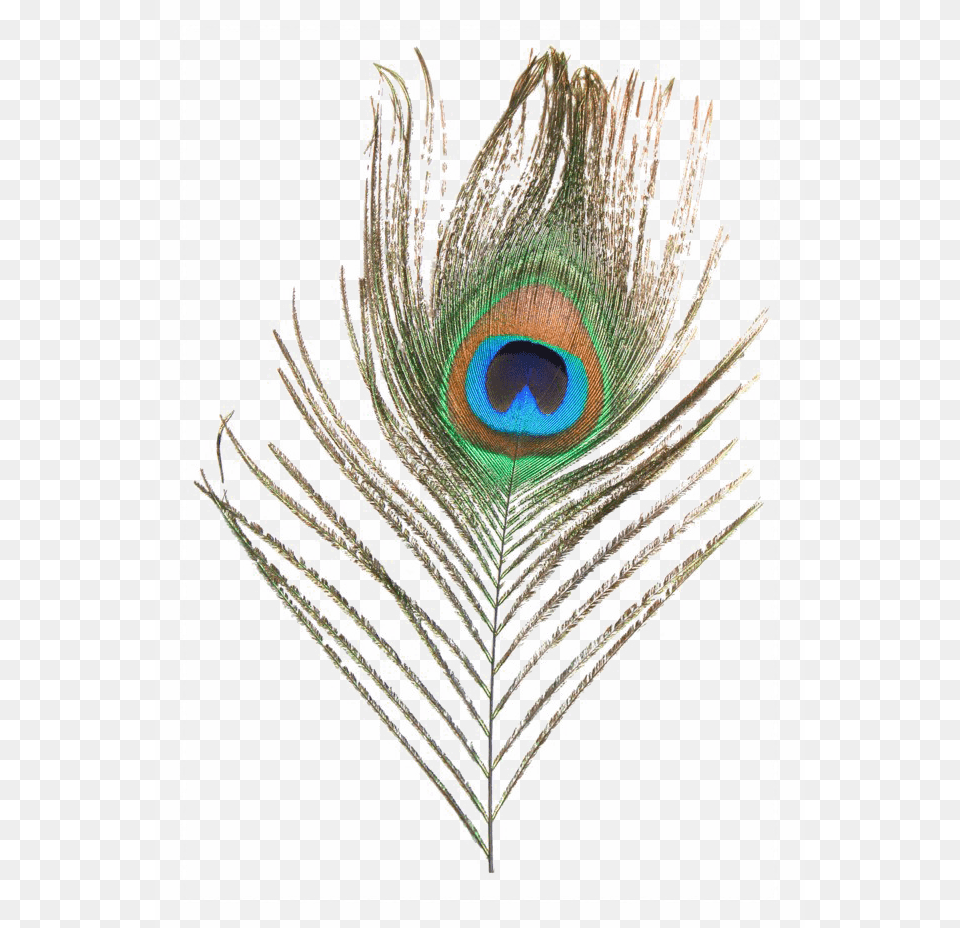 Peacock Feather High Quality Image Peacock Feather File, Plant, Animal, Bird Free Transparent Png
