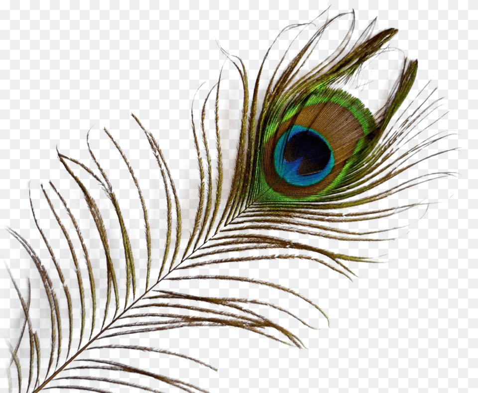 Peacock Feather Image, Plant, Animal, Bird Free Transparent Png