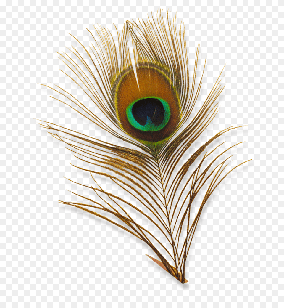 Peacock Feather Images, Pattern, Accessories, Animal, Bird Png
