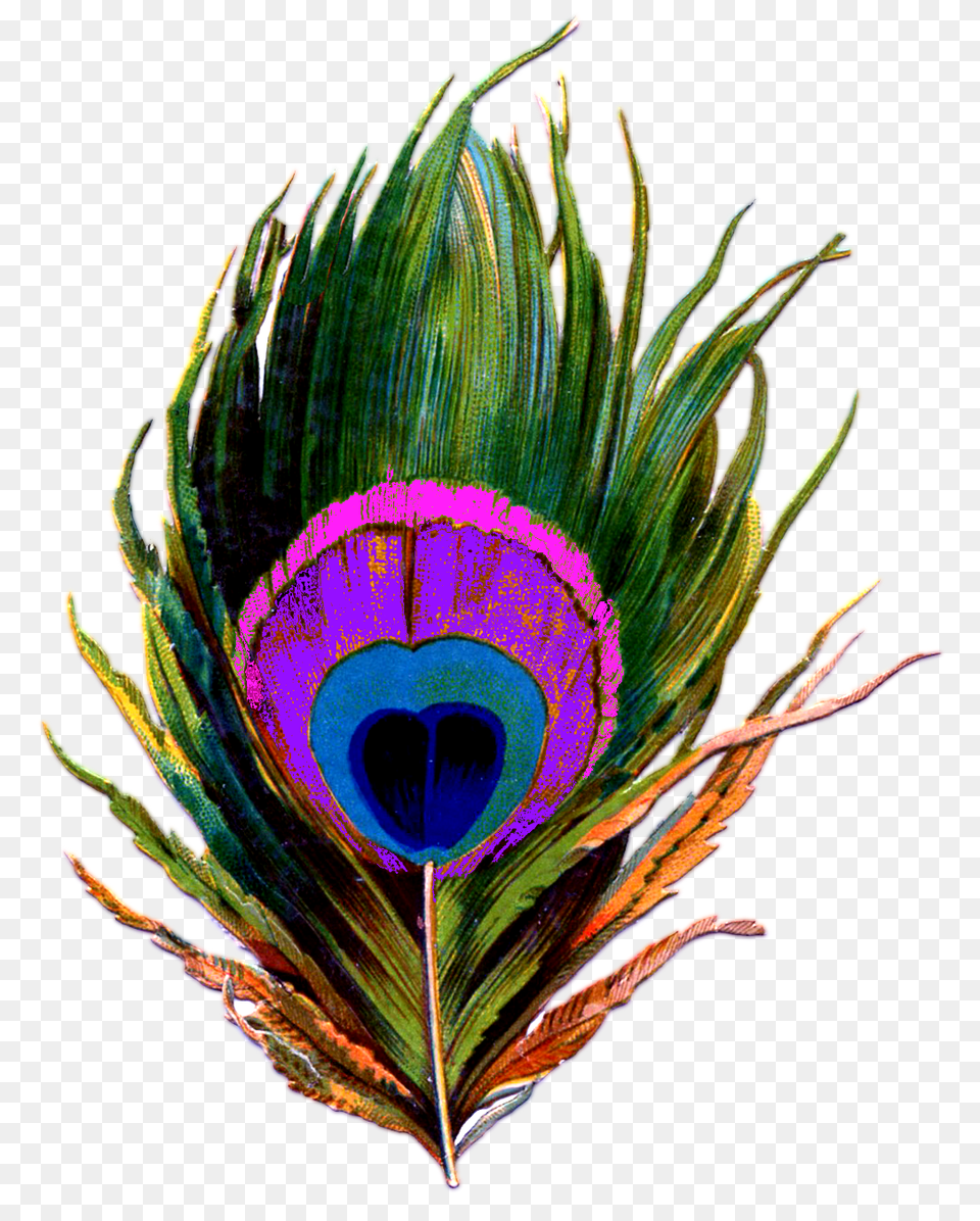 Peacock Feather Images Transparent, Plant Free Png