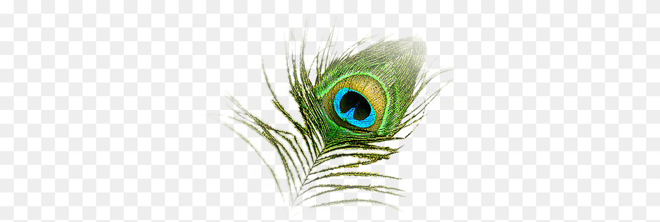 Peacock Feather Krishna Logo, Animal, Beak, Bird, Plant Free Png Download