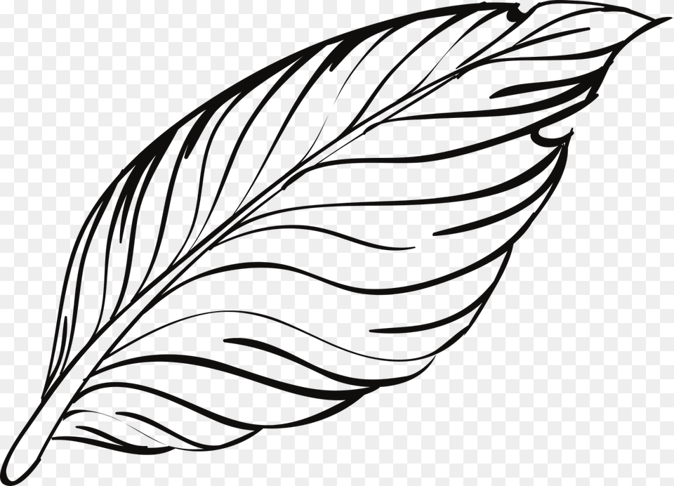 Peacock Feather Outline, Leaf, Plant, Art, Accessories Free Png Download