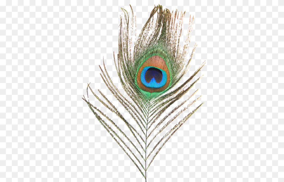 Peacock Feather Peacock Feather Images, Plant, Animal, Bird Free Png Download