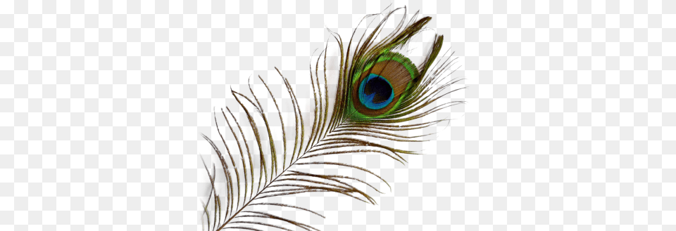 Peacock Feather Image And Clipart, Accessories, Pattern, Fractal, Ornament Free Transparent Png
