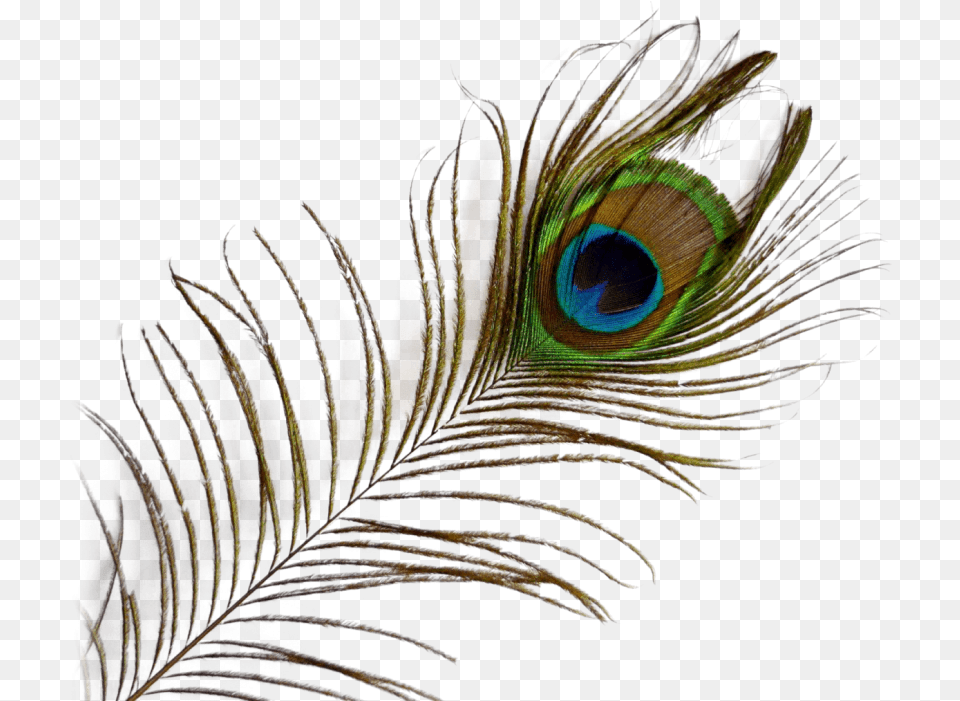 Peacock Feather Transparent Images Transparent Background Peacock Feather, Accessories, Pattern, Fractal, Ornament Free Png