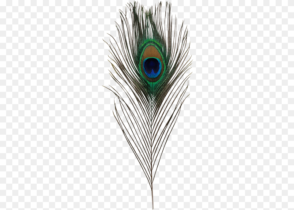 Peacock Feather Transparent Krishna Peacock Feather, Plant, Animal, Bird Png
