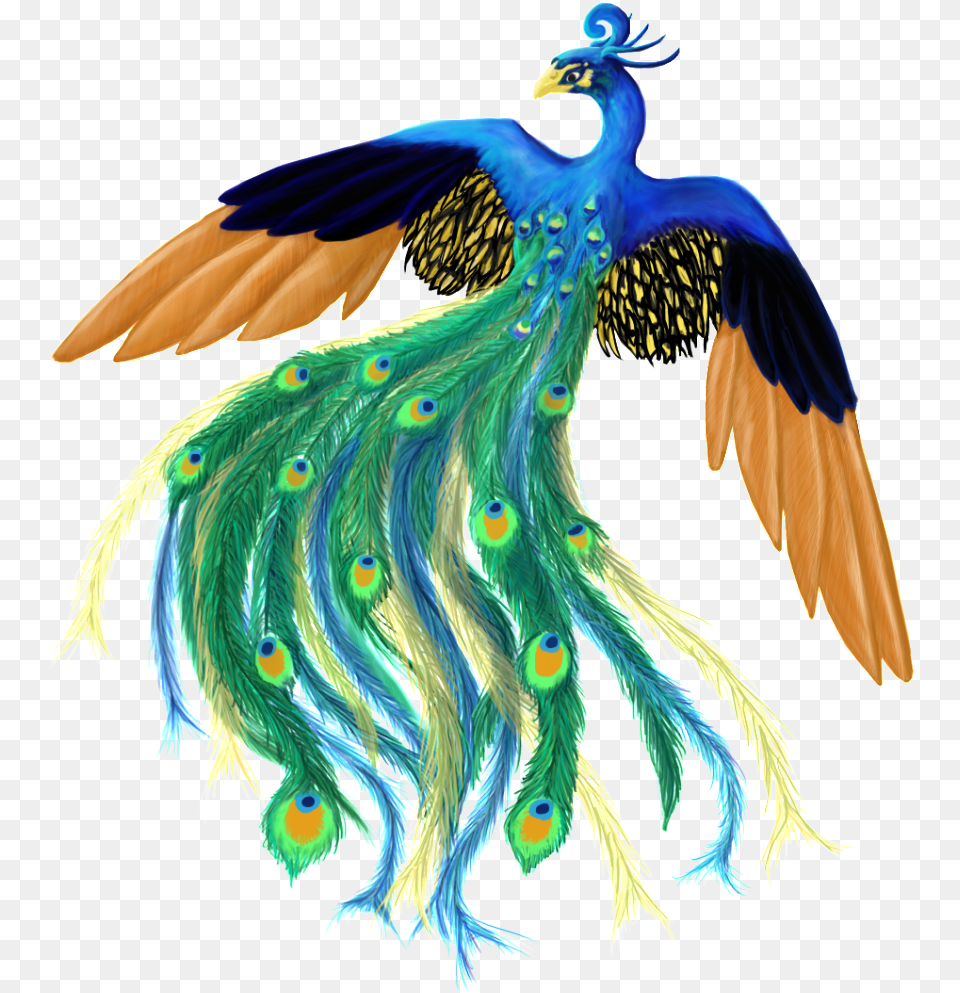 Peacock For Illustration, Animal, Bird Png Image