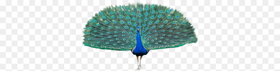 Peacock Download Transparent Background Peacock, Animal, Bird Free Png