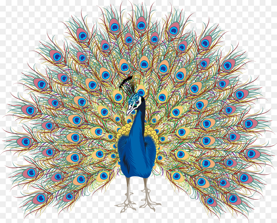 Peacock Free Hand Drawing Transparent Peacock Vector, Animal, Bird Png Image