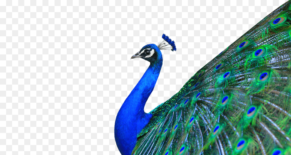 Peacock Hd Vector Clipart, Animal, Bird, Beak Png