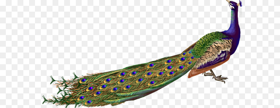 Peacock Illustration, Animal, Bird Png Image