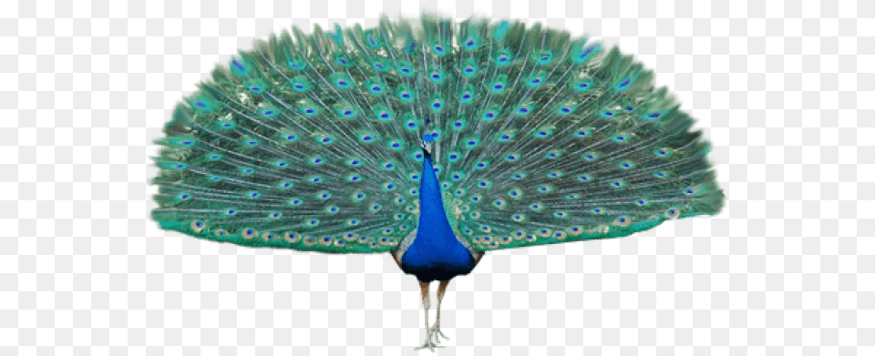 Peacock Image, Animal, Bird Free Transparent Png