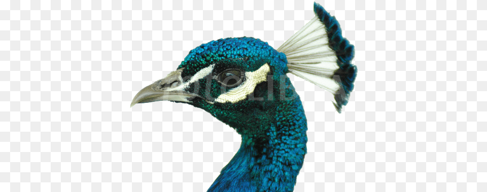 Peacock File Head, Animal, Beak, Bird Png Image