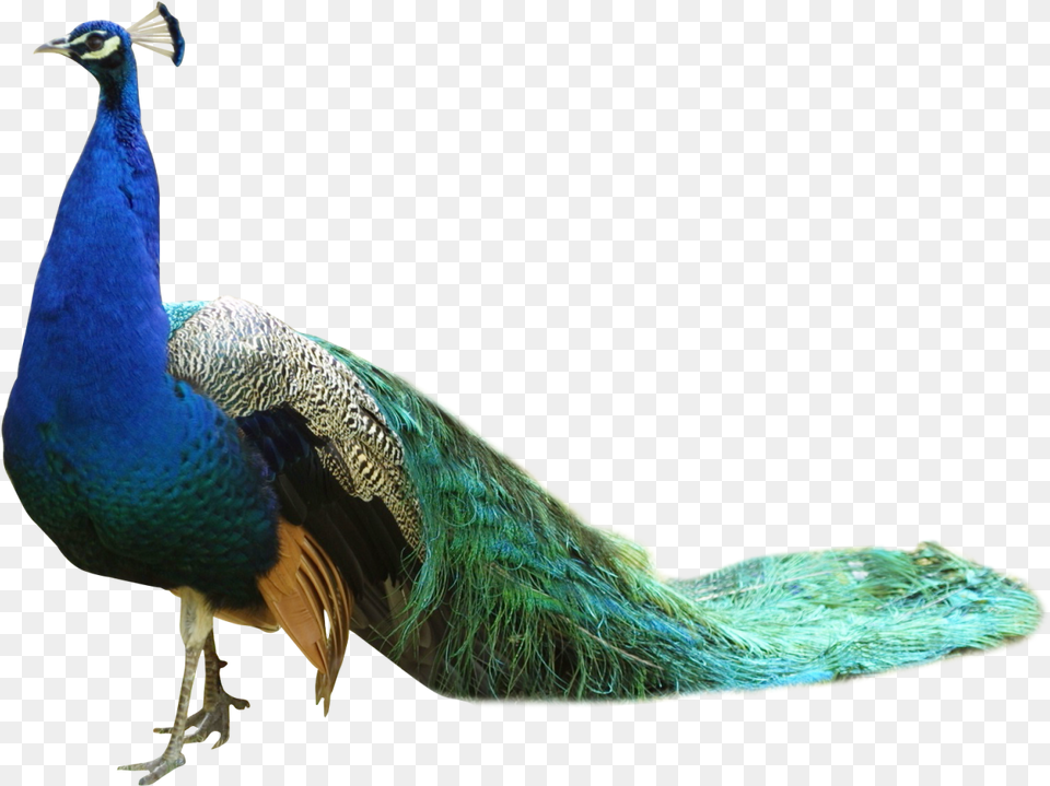 Peacock Image Peacock, Animal, Bird Free Png Download