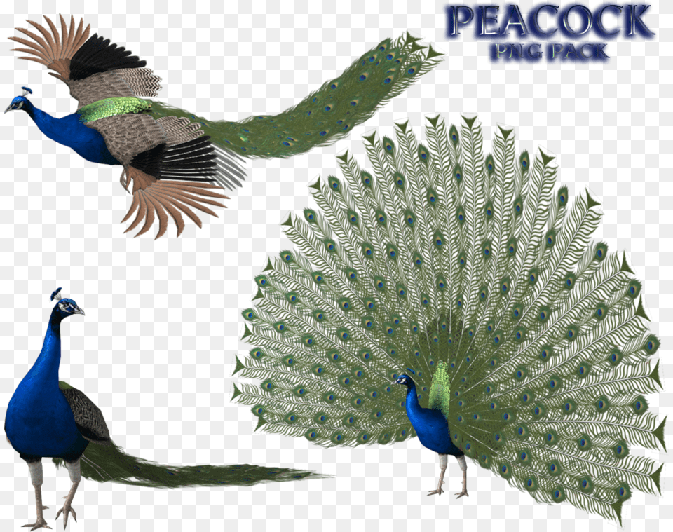 Peacock Image Peacock 3d, Animal, Bird Free Transparent Png