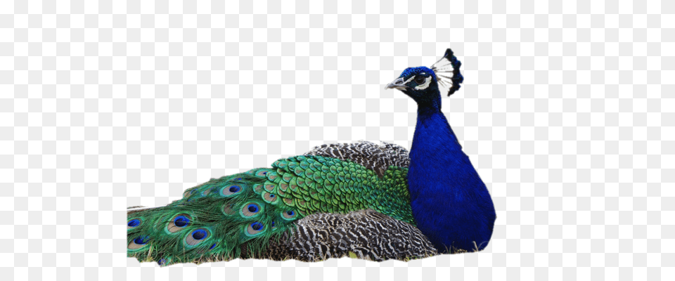 Peacock Images Download, Animal, Bird Png Image