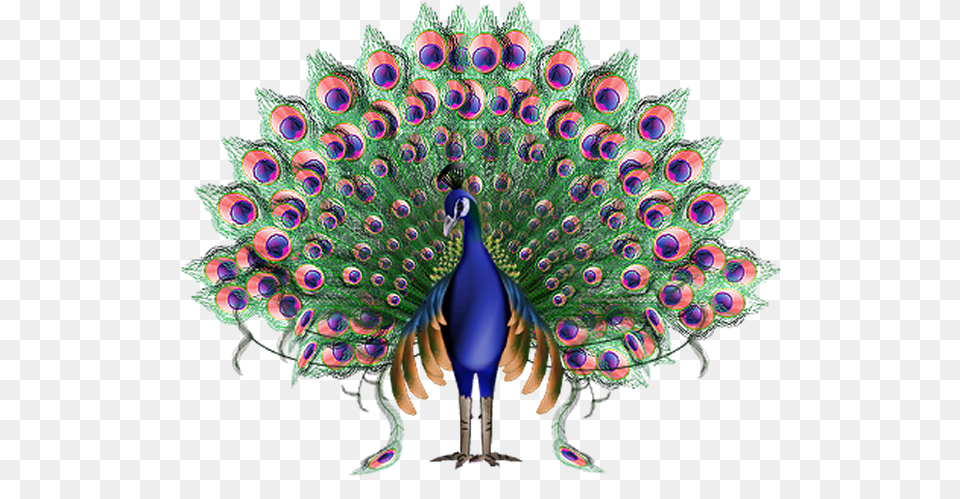 Peacock Images Imagen Animada Del Pavo Real, Animal, Bird Free Png Download