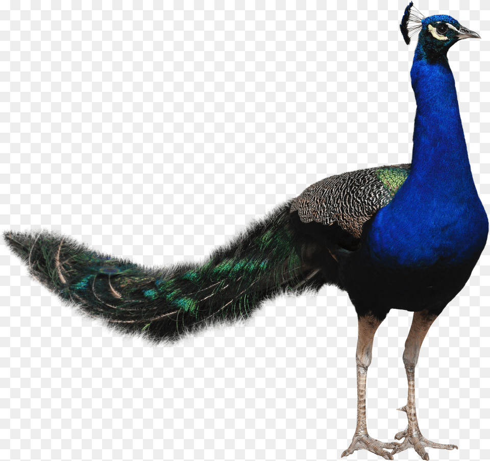 Peacock Images Peacock Hd Real, Animal, Bird Free Png Download