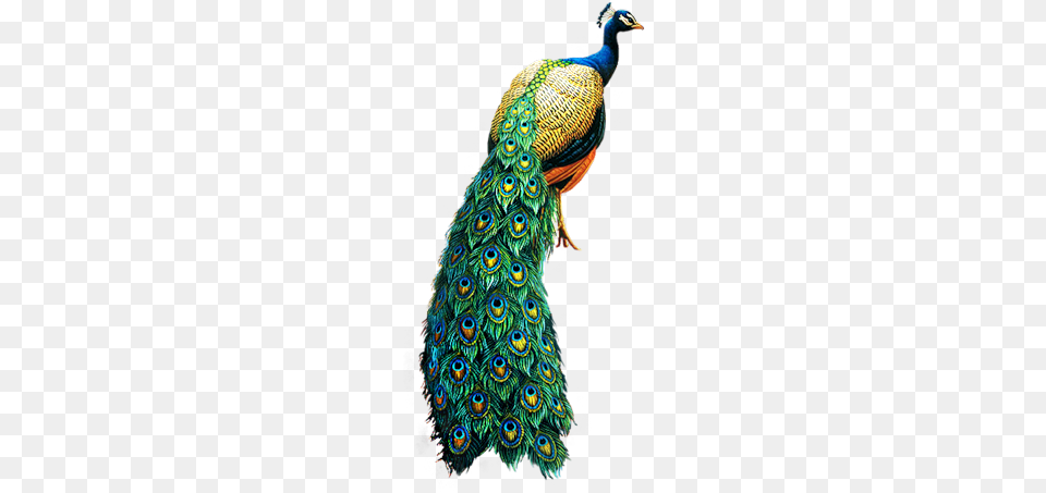 Peacock Images Hd, Animal, Bird Free Transparent Png