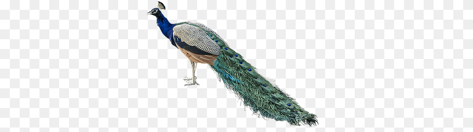 Peacock Images National Bird Of India, Animal Png Image