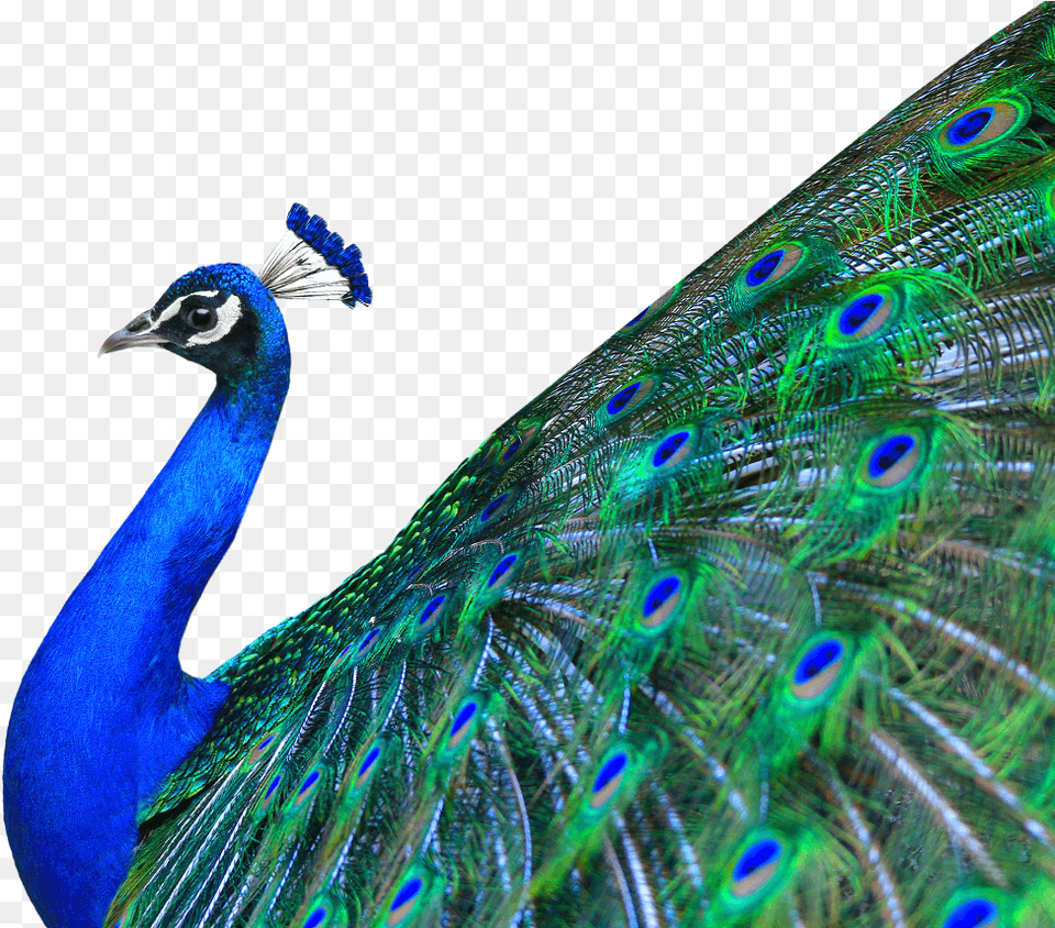 Peacock Images Peacock Transparent, Animal, Bird Free Png