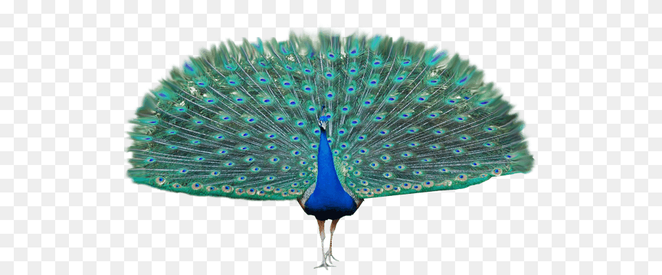 Peacock Open Wings, Animal, Bird Free Png