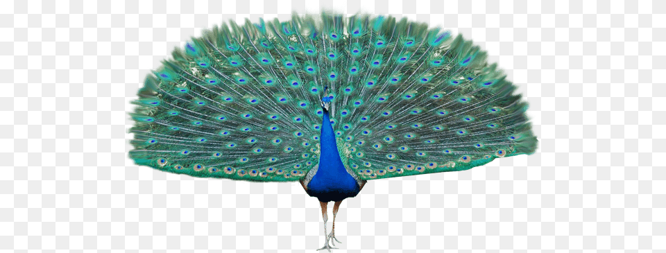 Peacock Open Wings Peacock Transparent, Animal, Bird Png