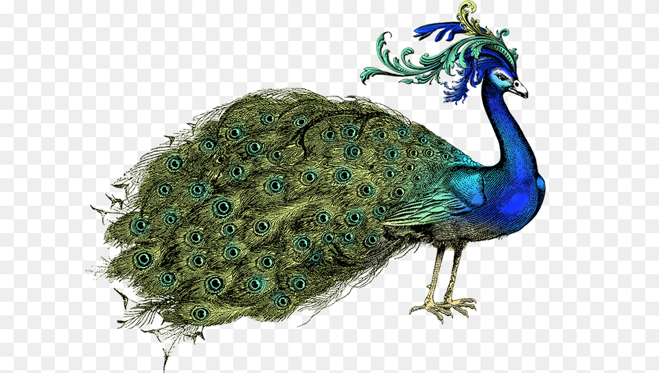 Peacock Peafowl, Animal, Bird Free Transparent Png