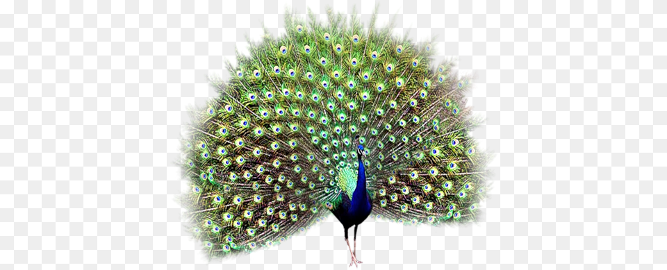 Peacock Peehen, Animal, Bird Free Png Download