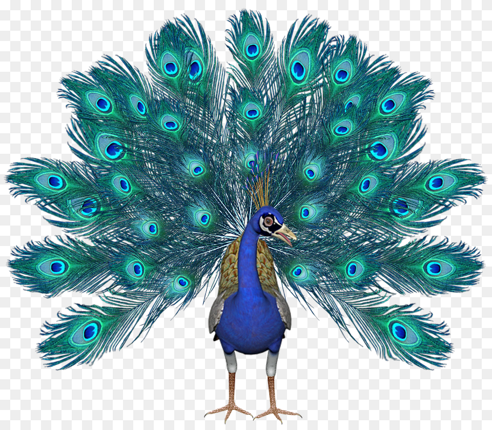 Peacock Pic Birthday Peacock, Animal, Bird Free Png