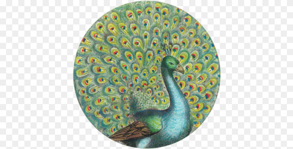 Peacock Portrait Peacock Portrait Peacock Round, Animal, Bird Png Image