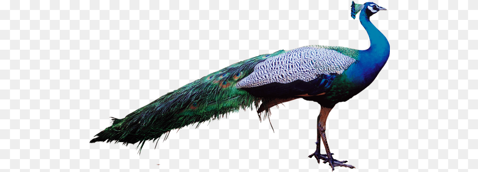 Peacock Psd Peacock Transparent, Animal, Bird Png Image