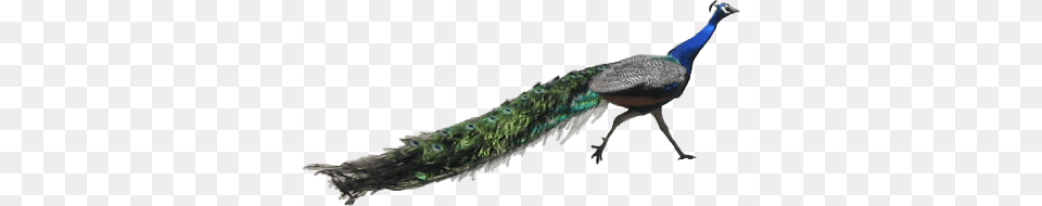 Peacock Running, Animal, Bird Free Transparent Png