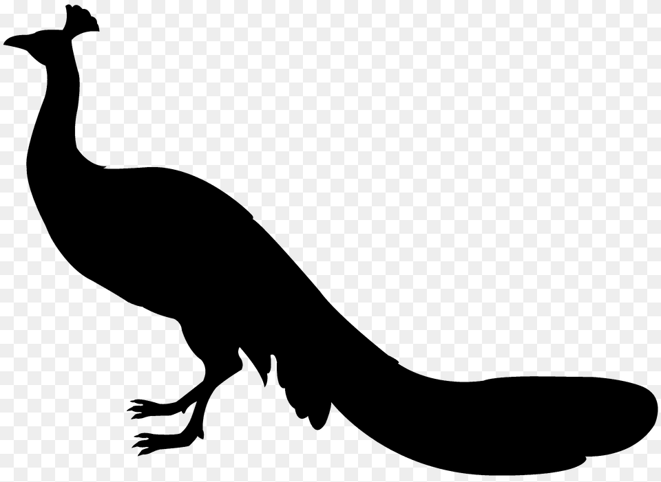 Peacock Silhouette, Animal, Kangaroo, Mammal Free Png Download