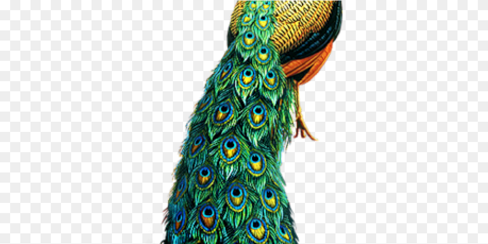Peacock Transparent Background Peacock Hd, Animal, Bird Png