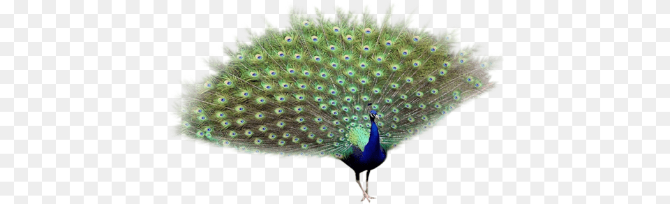 Peacock Transparent Peafowl, Animal, Bird Free Png