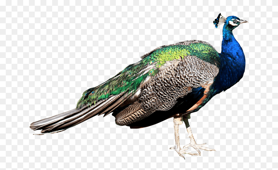 Peacock Transparent Images, Animal, Bird Free Png Download