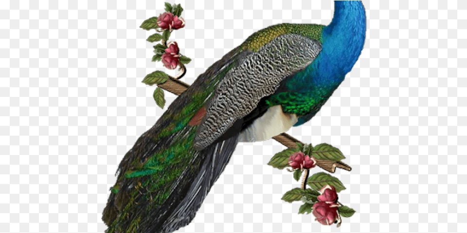 Peacock Transparent Images Peacock, Animal, Bird Png