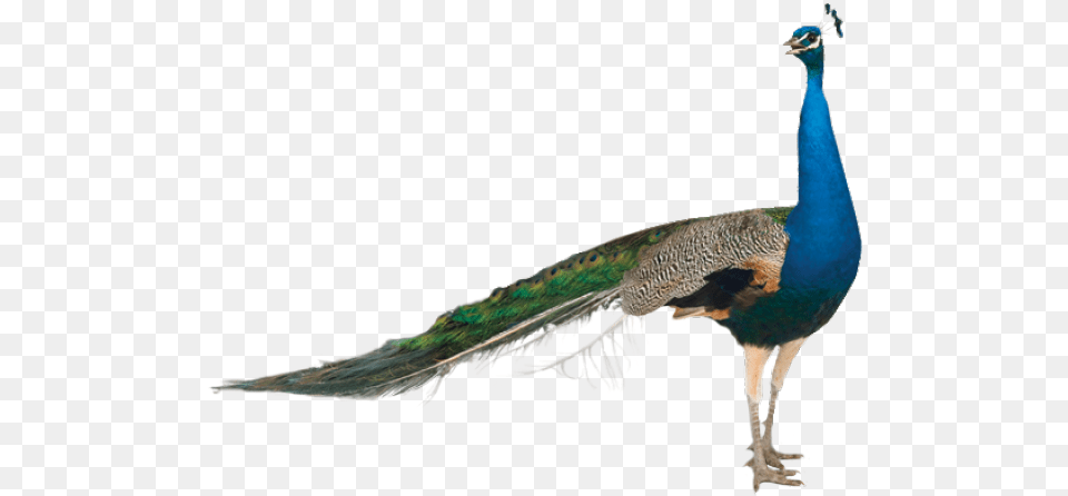 Peacock Images Peacock For Sale California, Animal, Bird Free Transparent Png