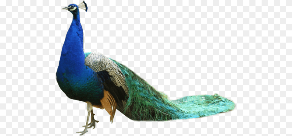 Peacock Transparent Peacock, Animal, Bird Free Png