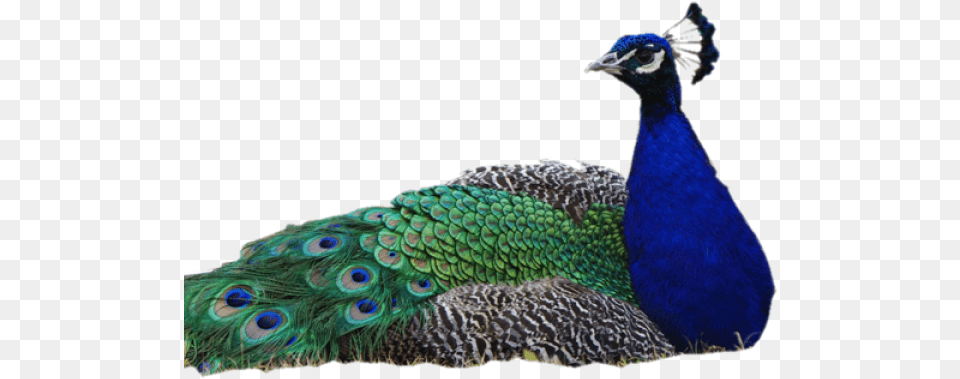 Peacock Transparent Peacock Without Background, Animal, Bird Png Image