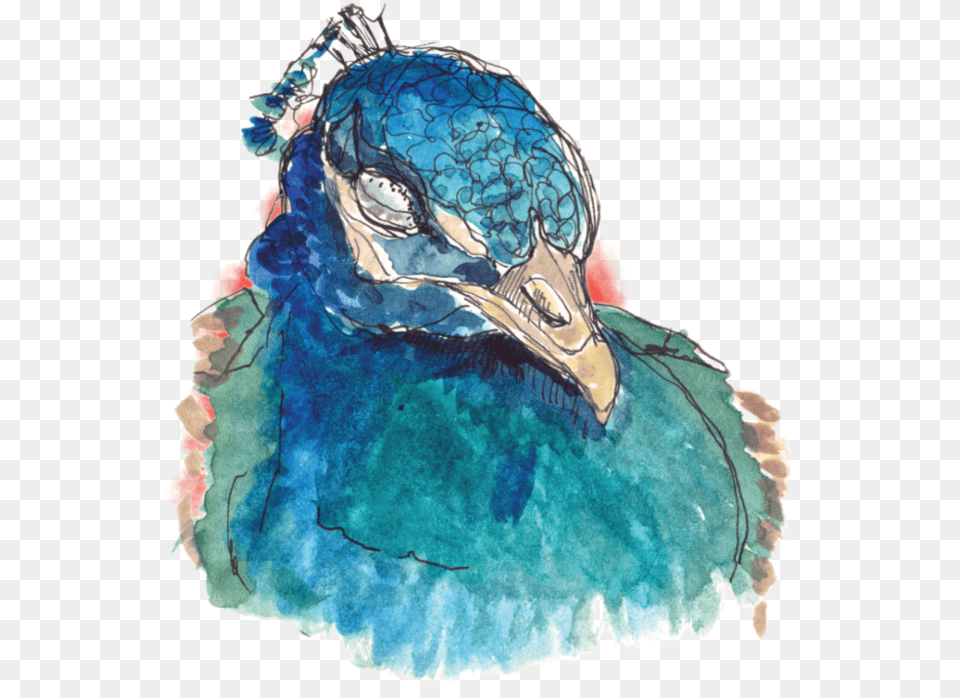 Peacock Watercolorink On Paper, Animal, Beak, Bird, Person Free Png Download