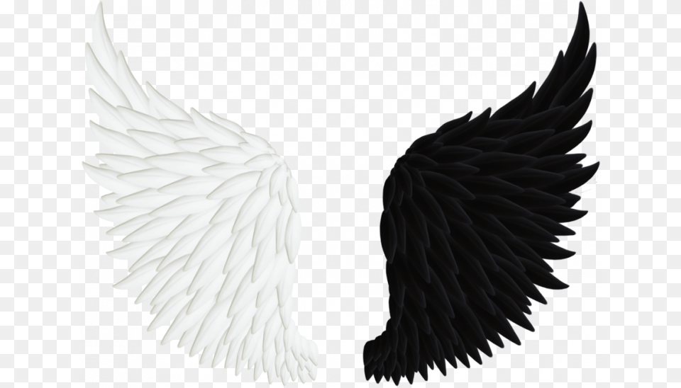 Peacock Wings, Animal, Bird, Eagle, Vulture Free Png