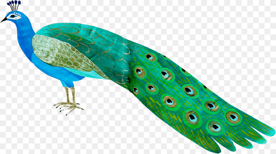 Peafowl, Animal, Bird, Peacock Png